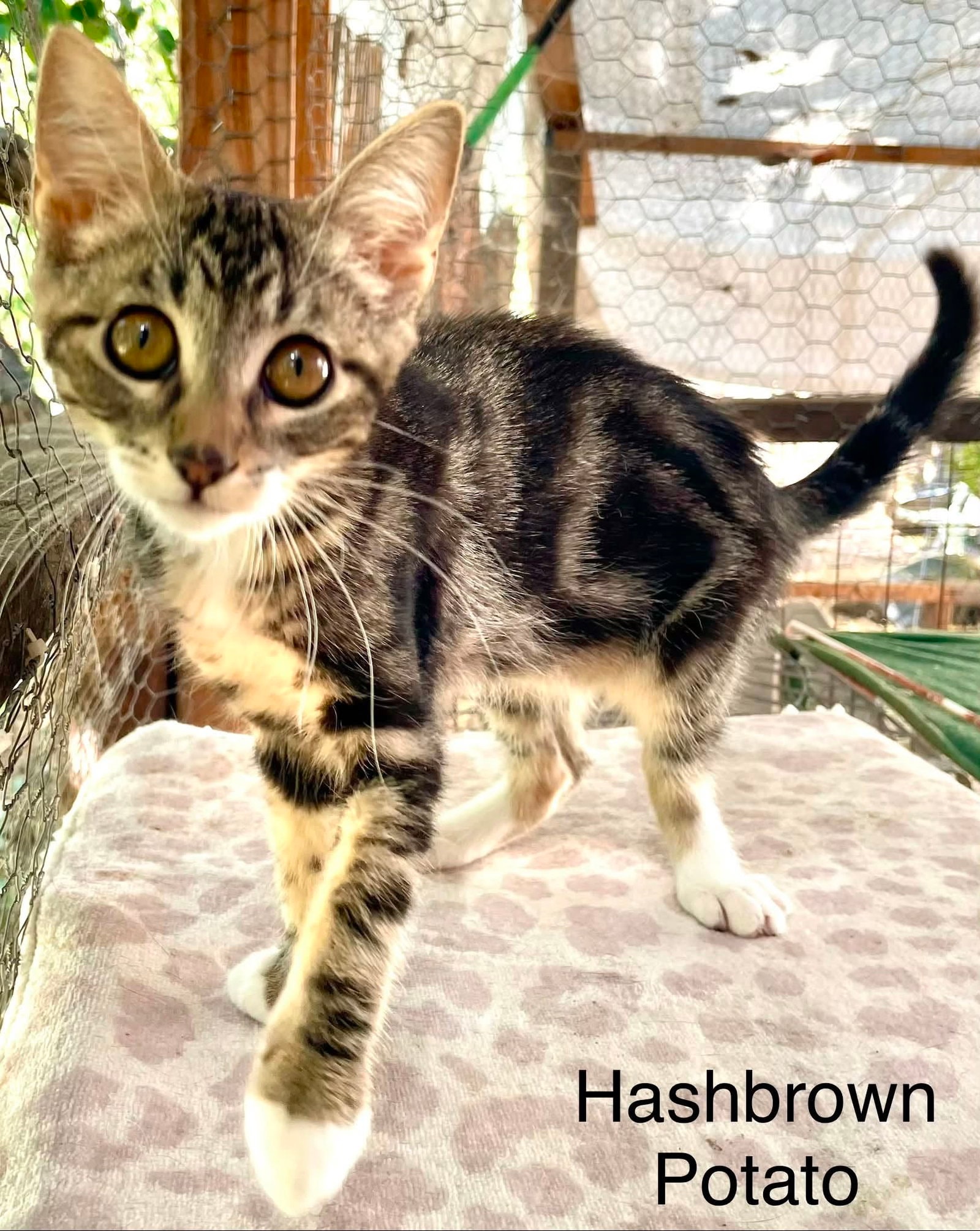 Hashbrown Potato
