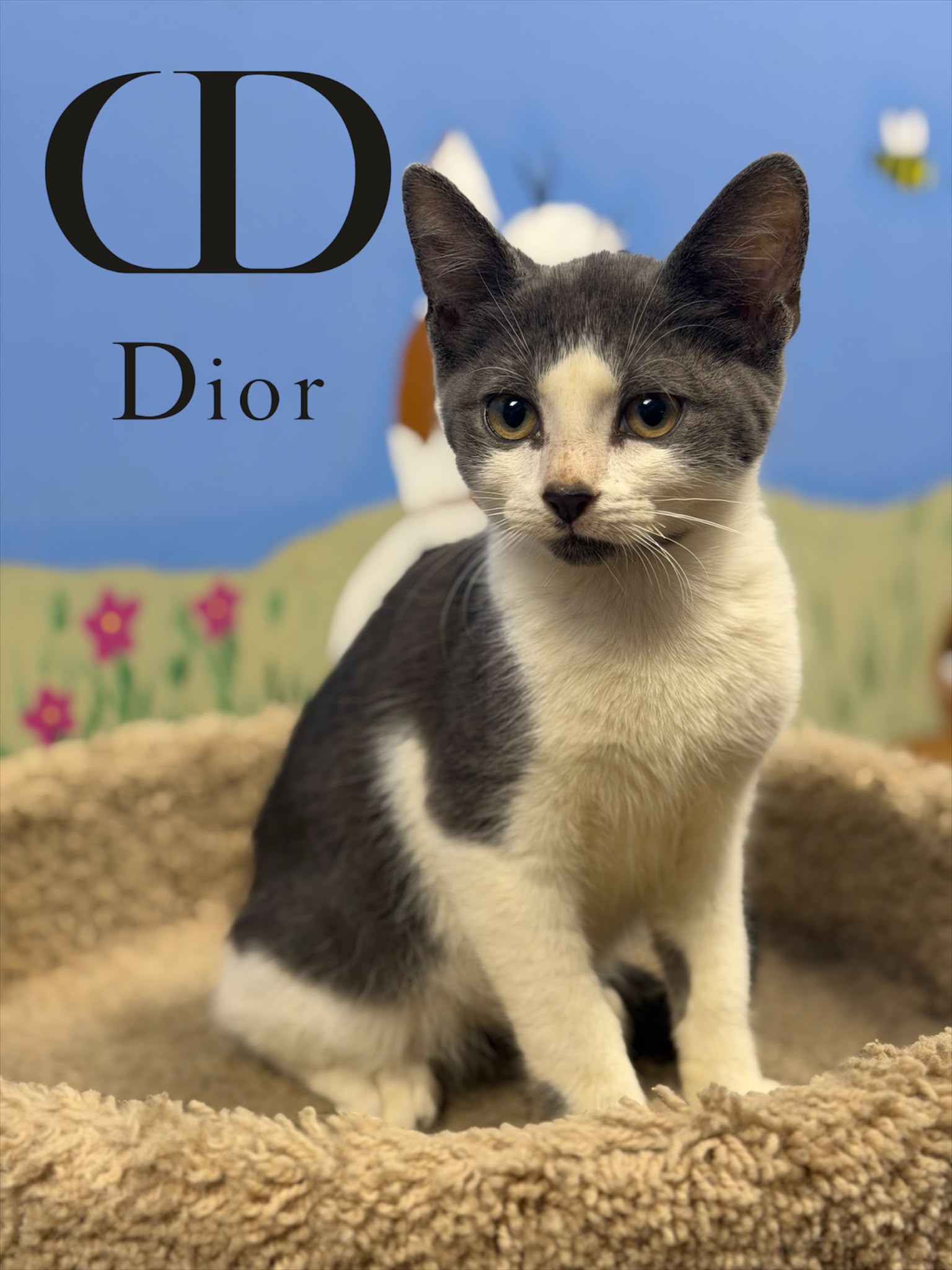 Dior