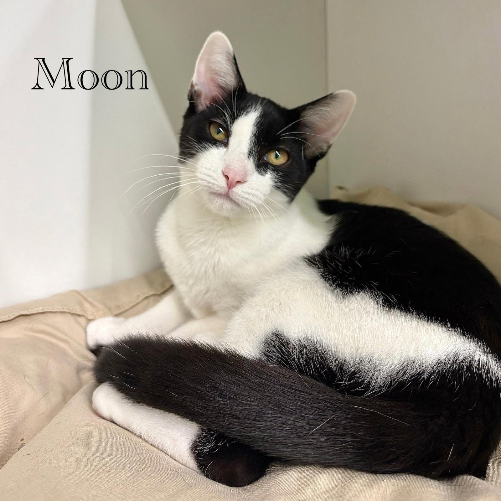 Moon