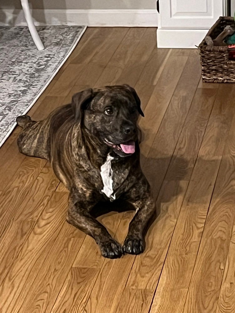 Auggie A Courtesy Post