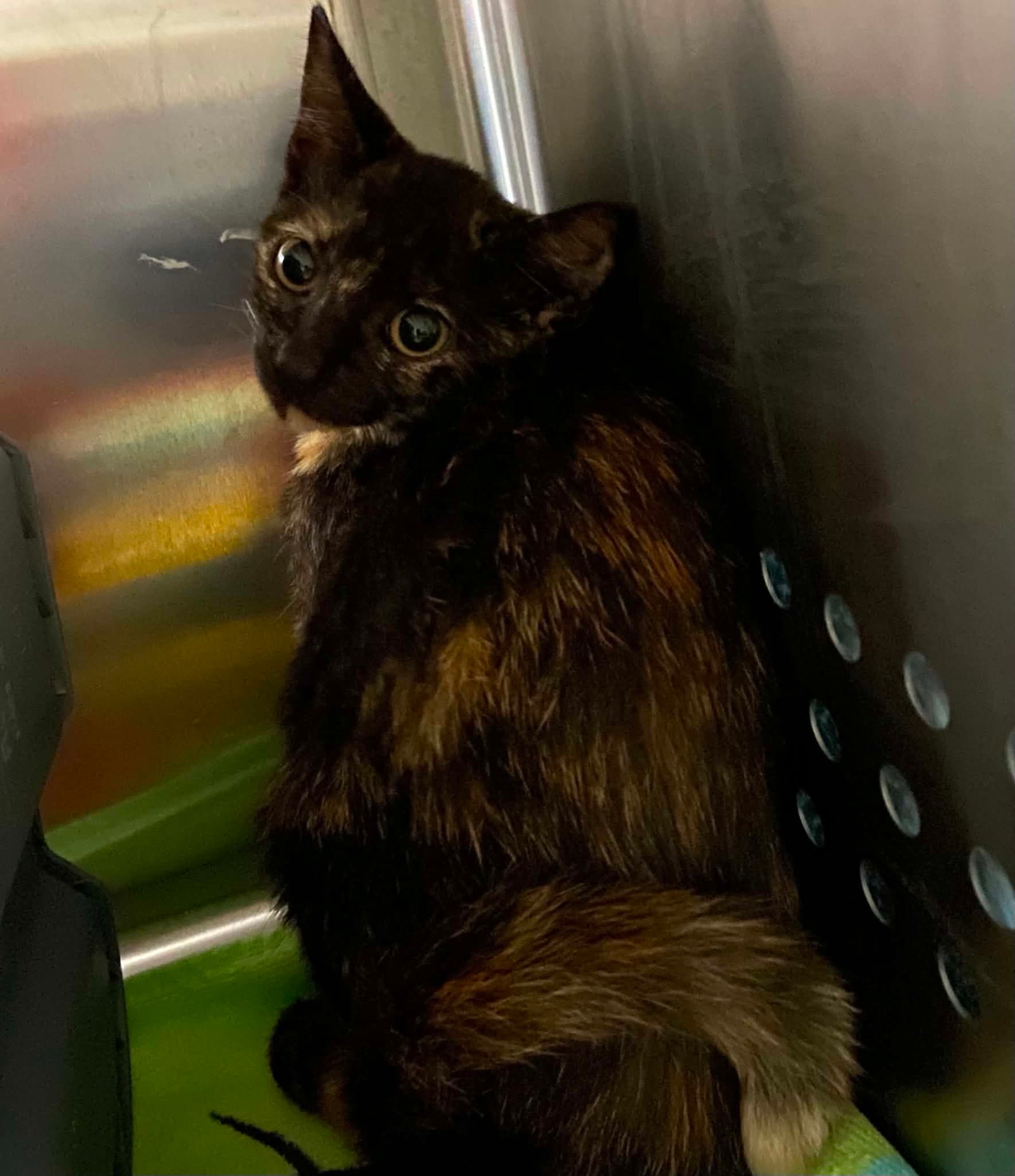 Wendy - At Shelter
