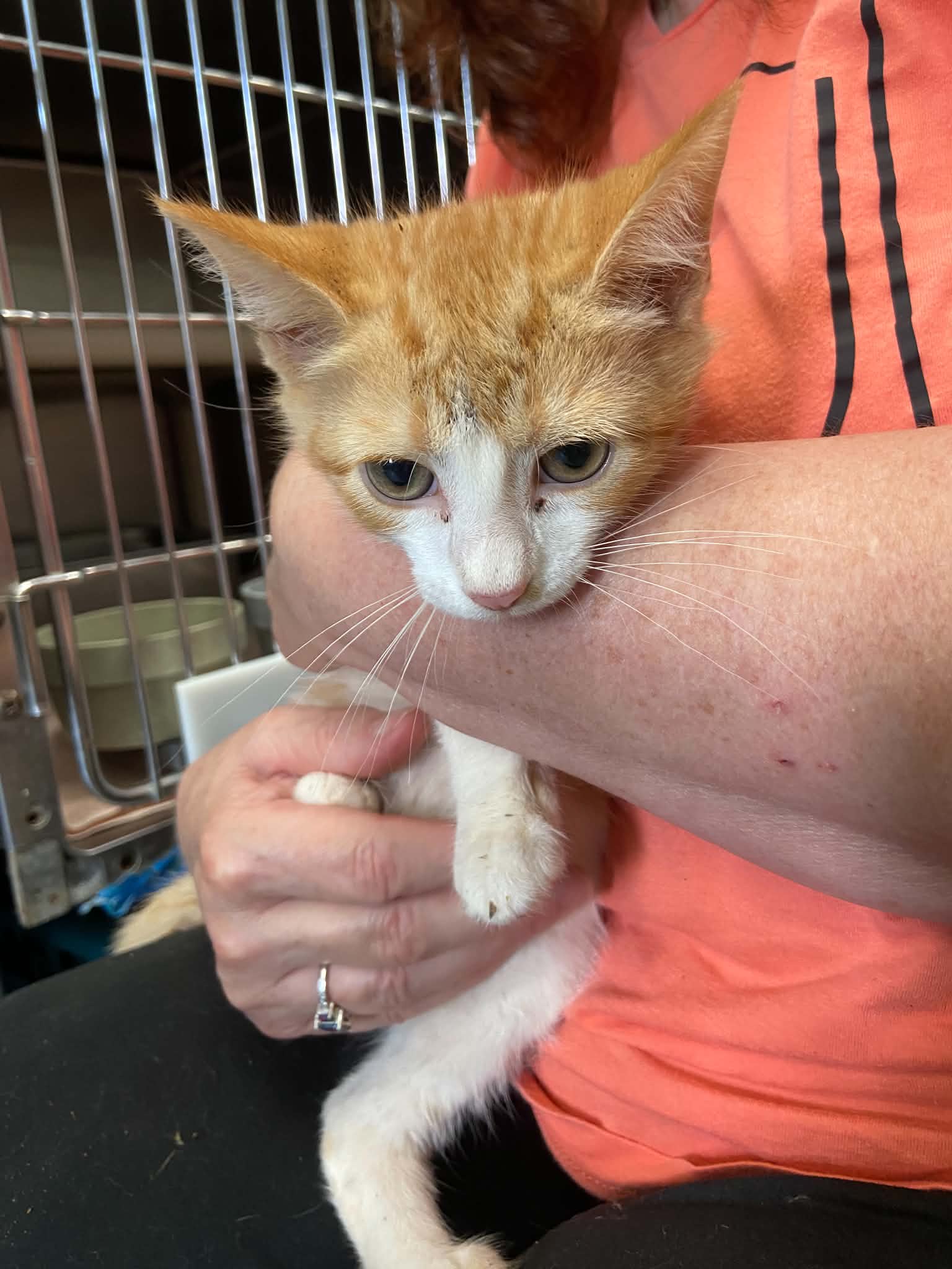 Mousie Wrangler - At Shelter