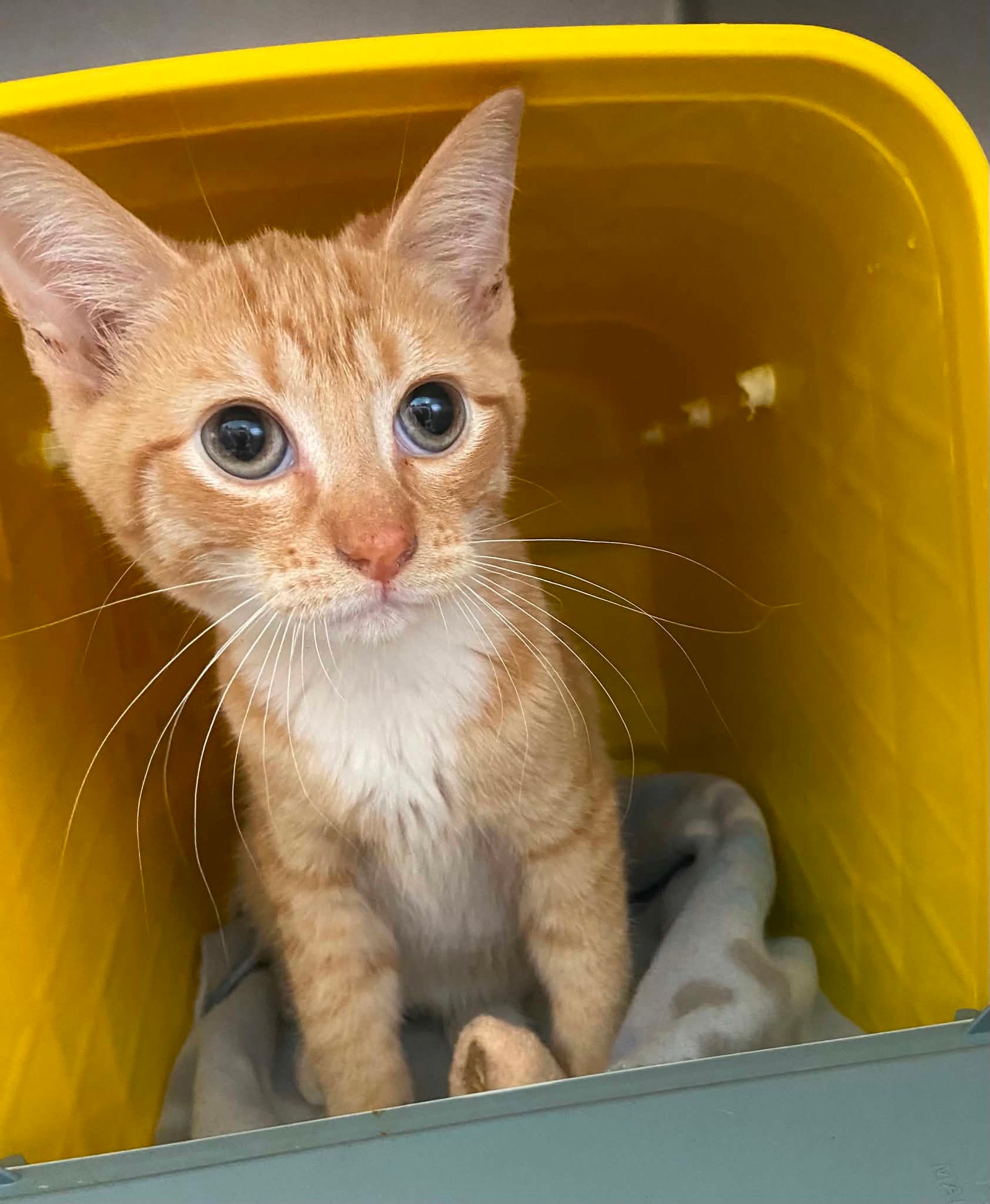 Meowboy Boots - At Shelter