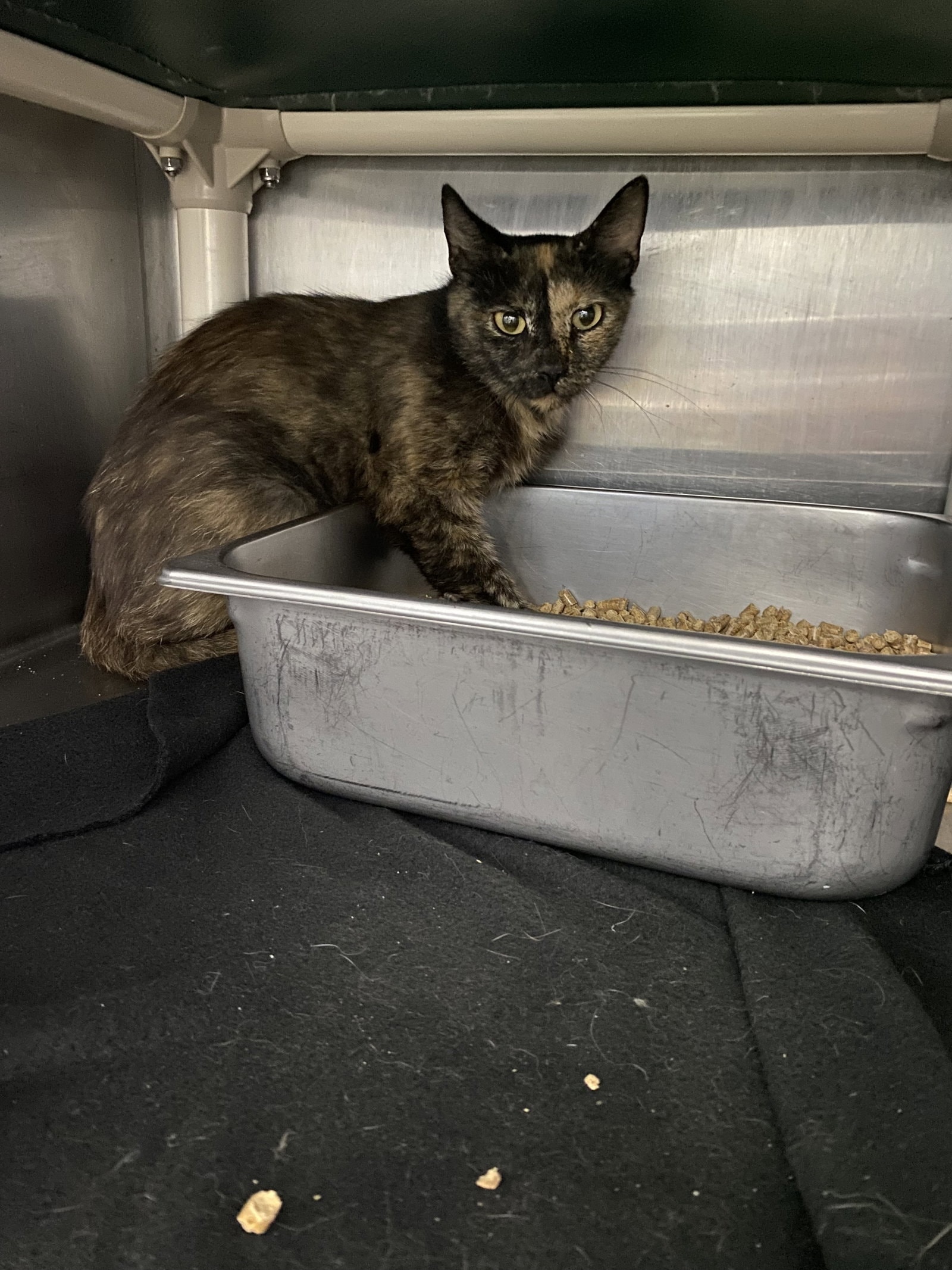 Patches - At Shelter