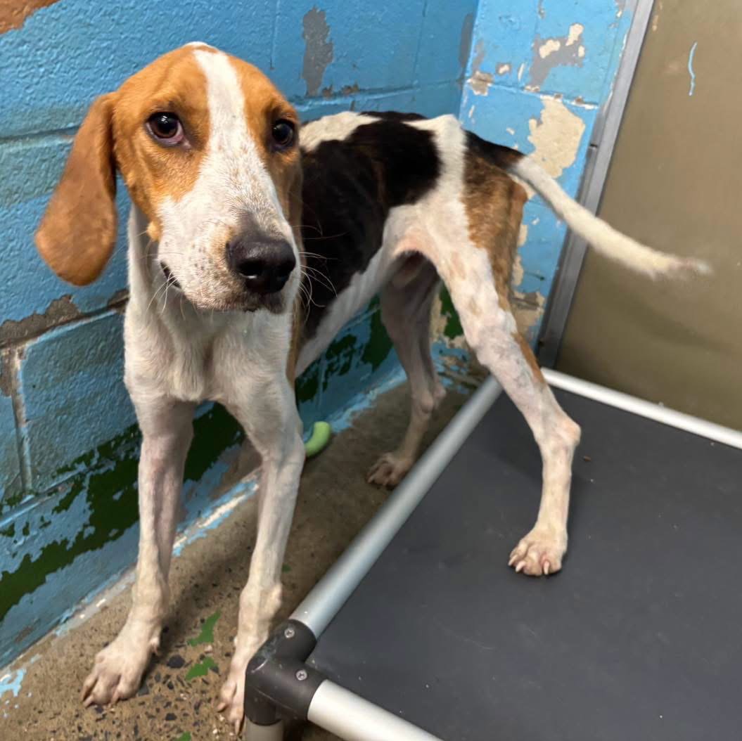 Cowboy - At Shelter Available