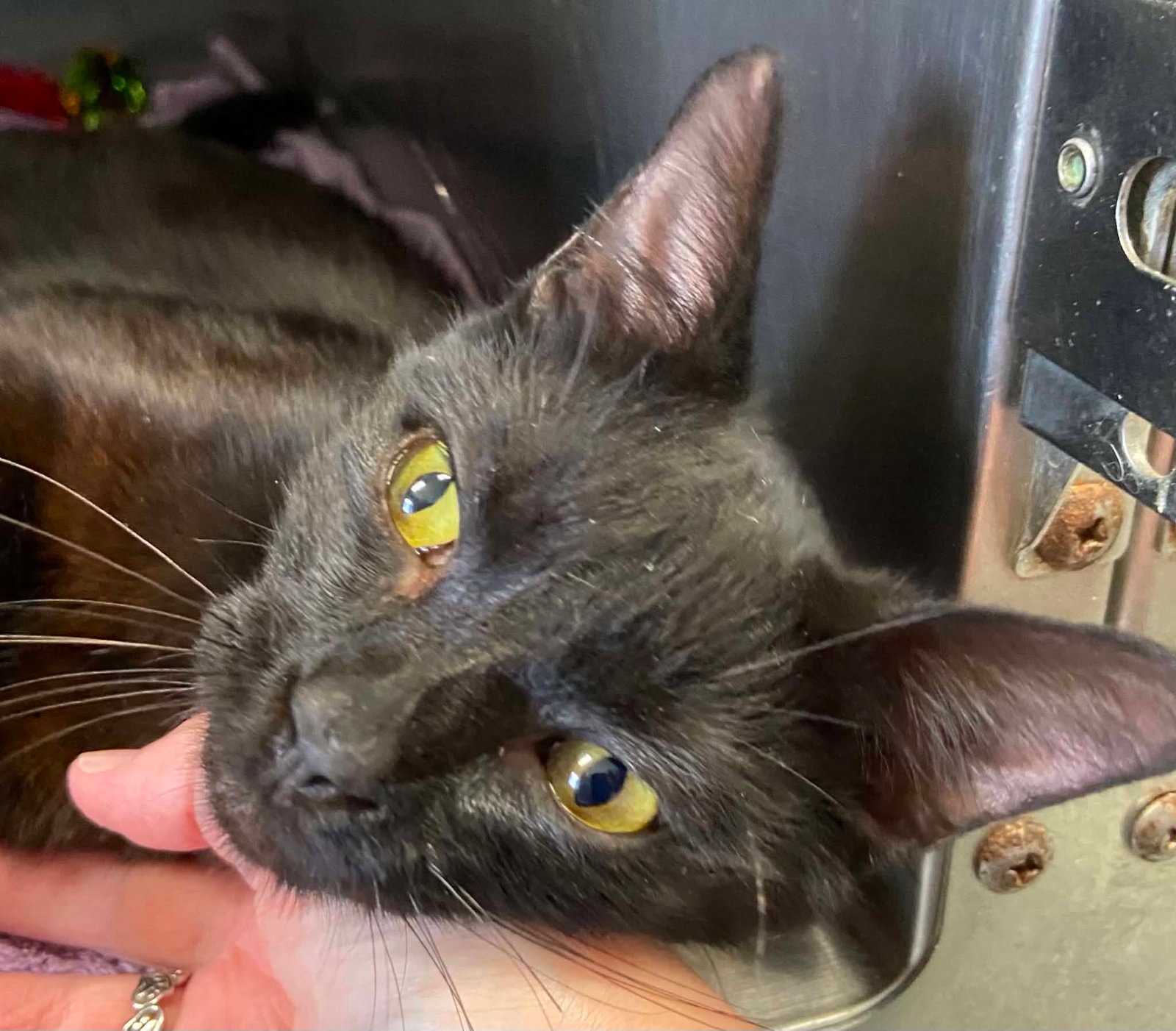 Jackson - At Shelter