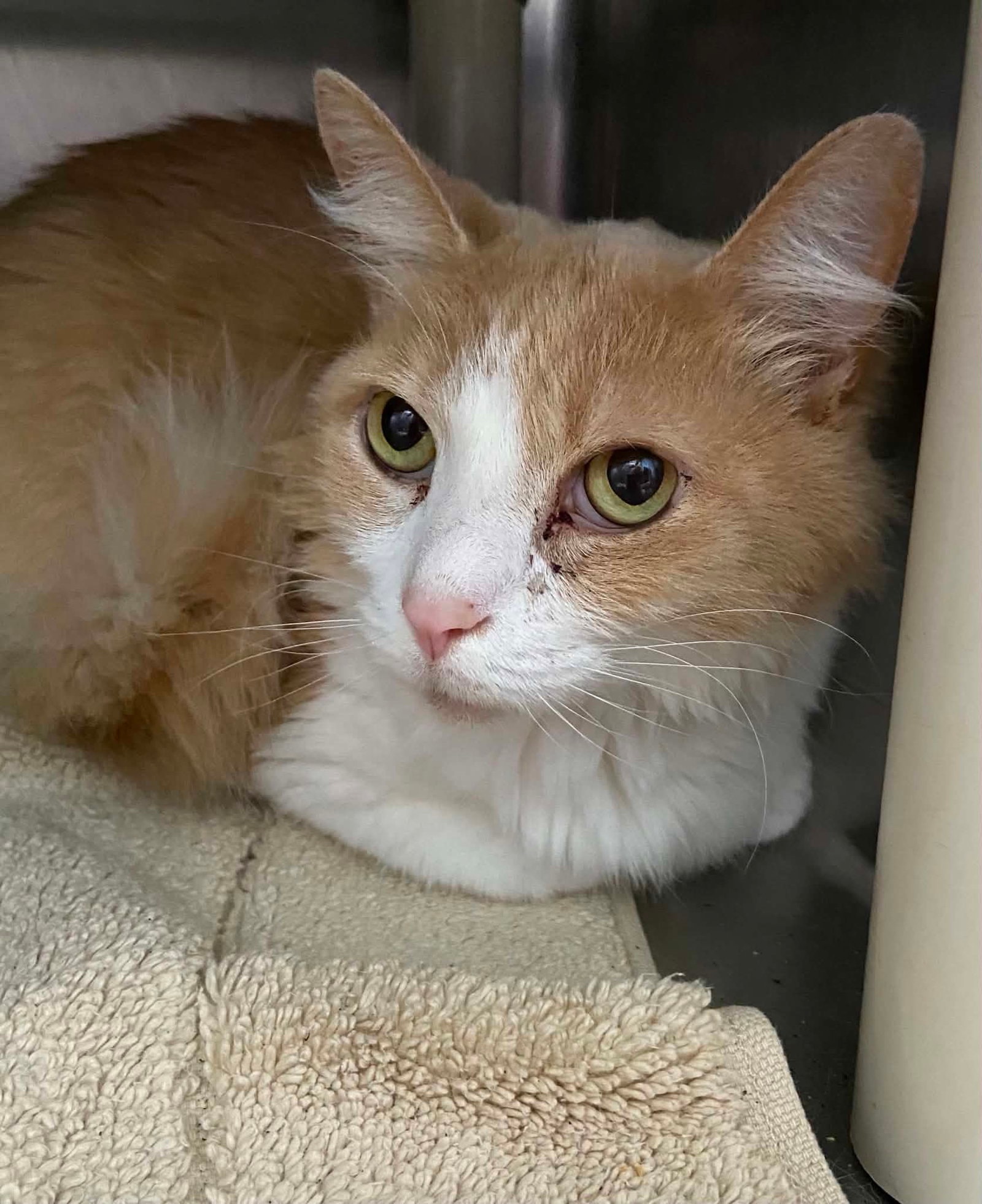 Tic Tac - At Shelter