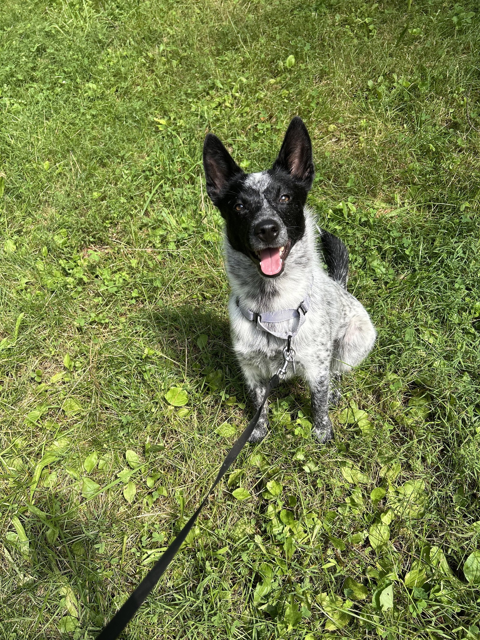 Stella