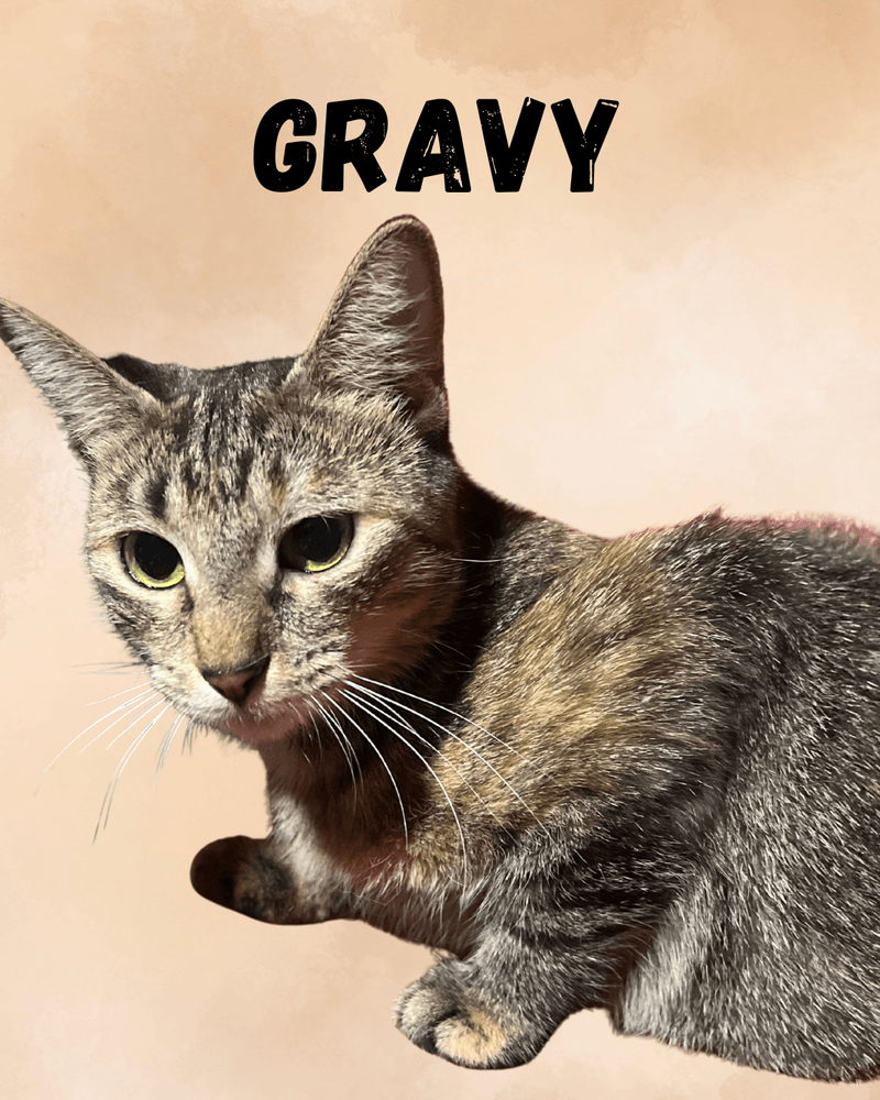 Gravy