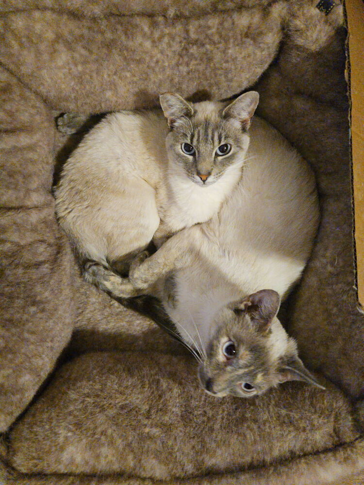 Kimmie  Kara Bonded Pair