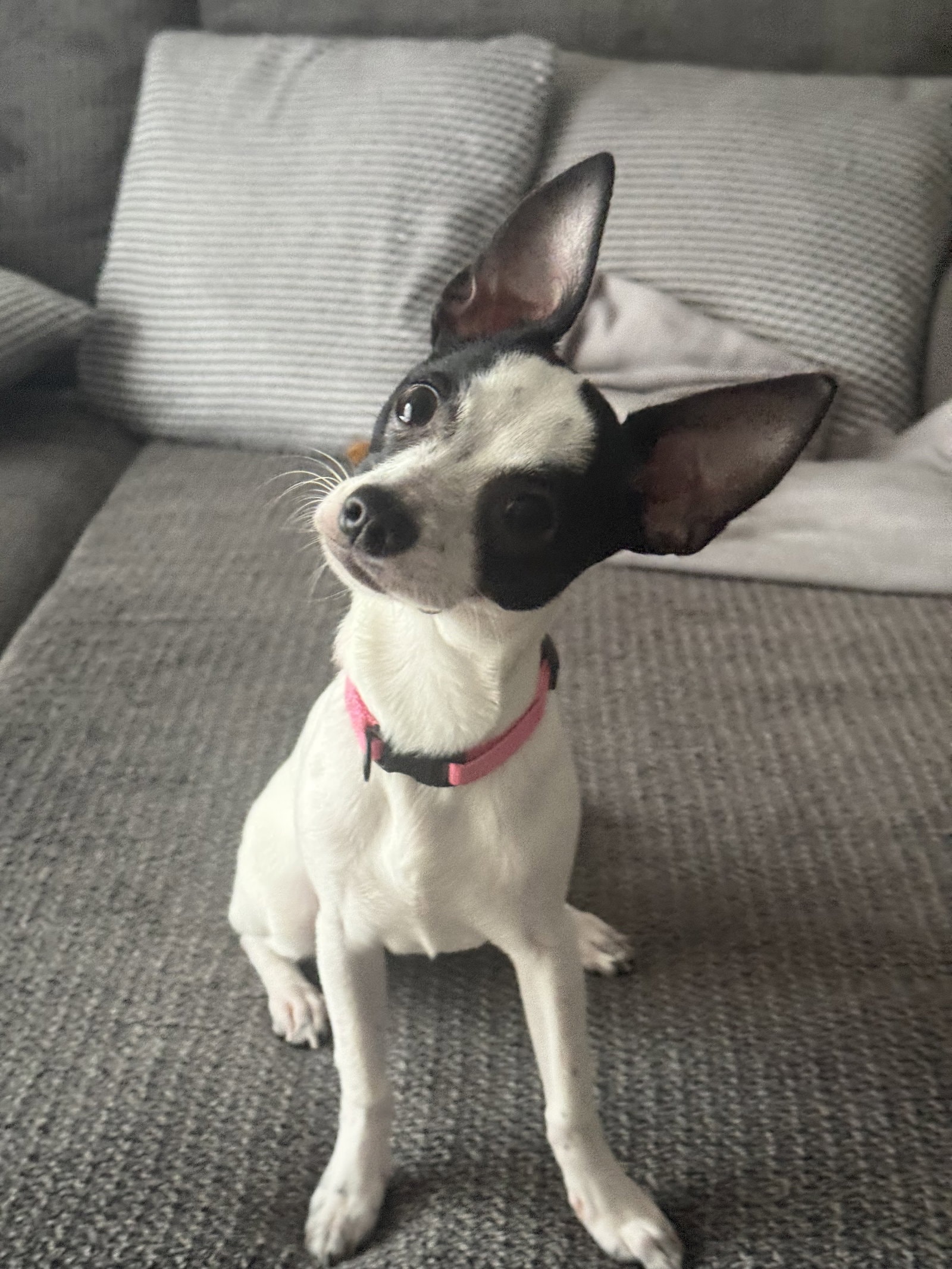 Luna Chi