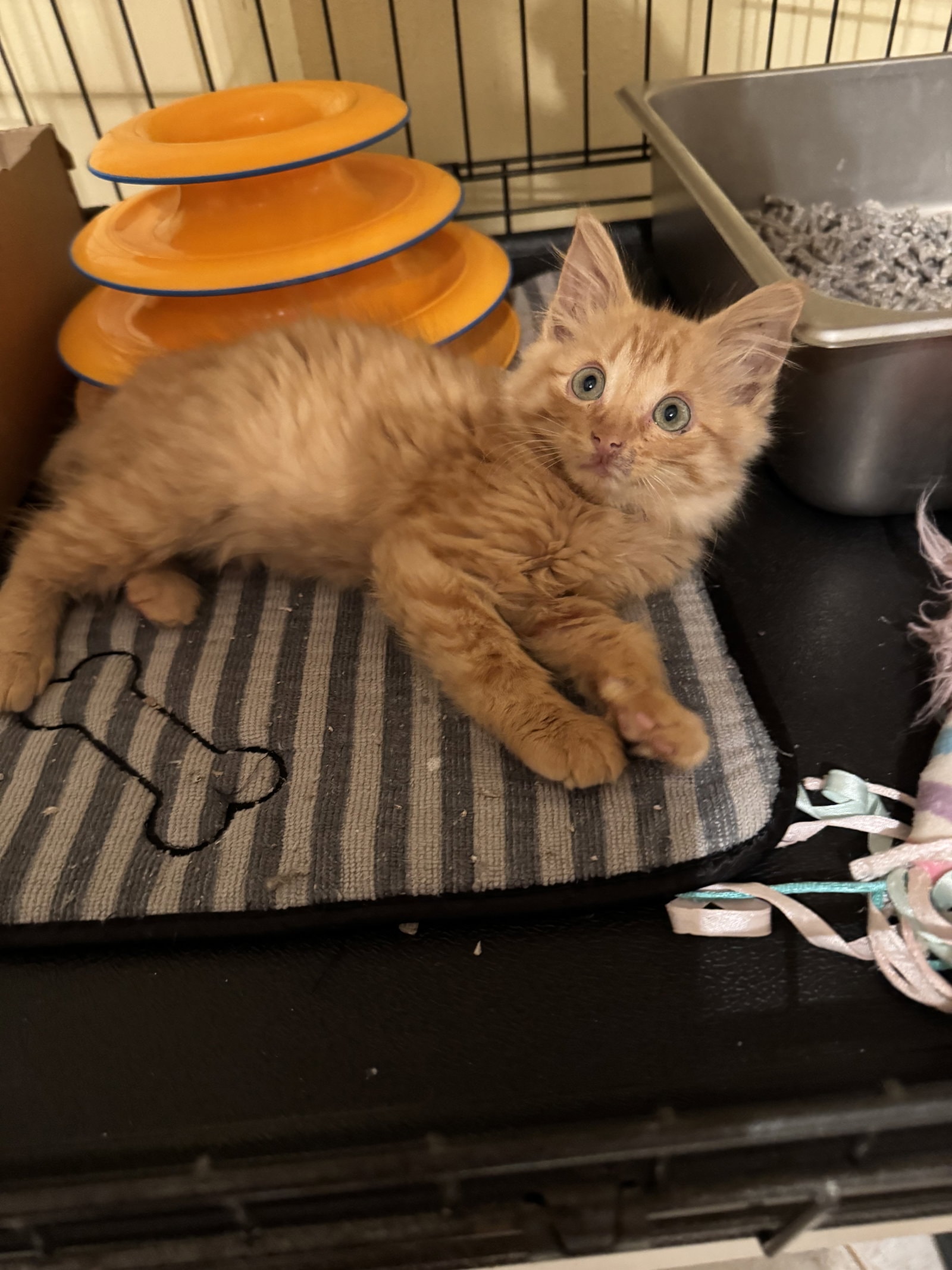 Tig Jr