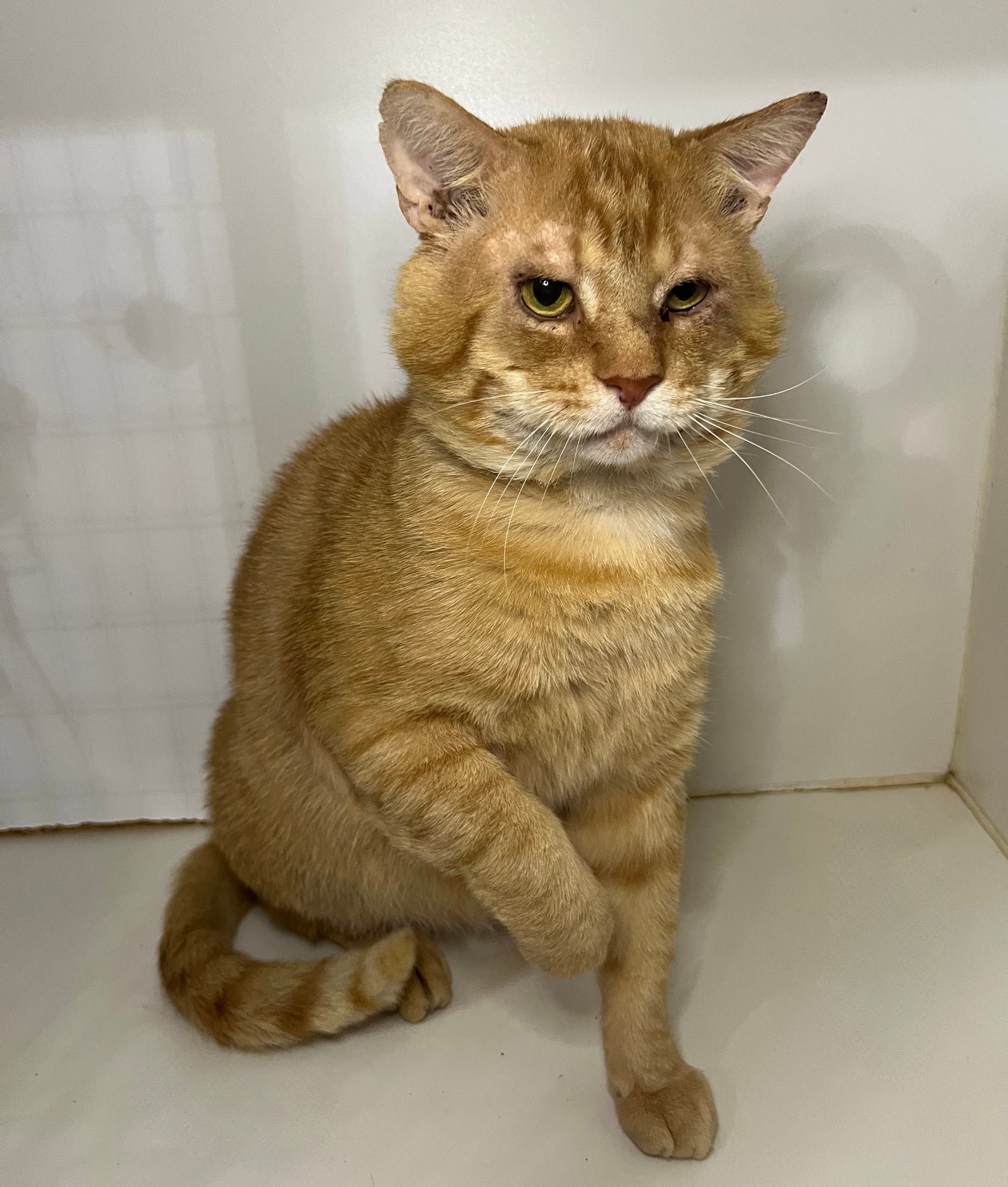 Garfield
