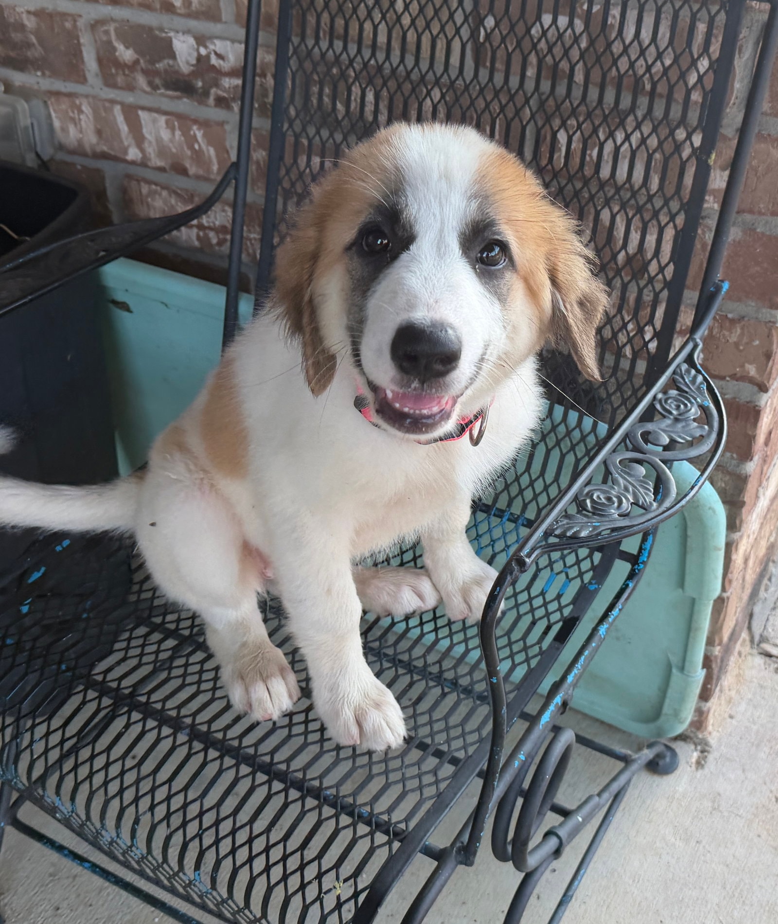 Daphne