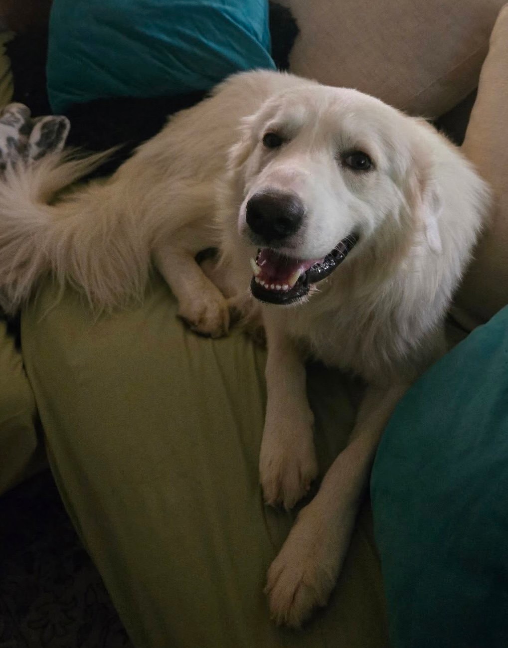 Archie