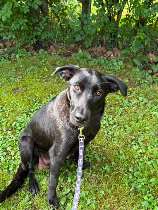 Marcie