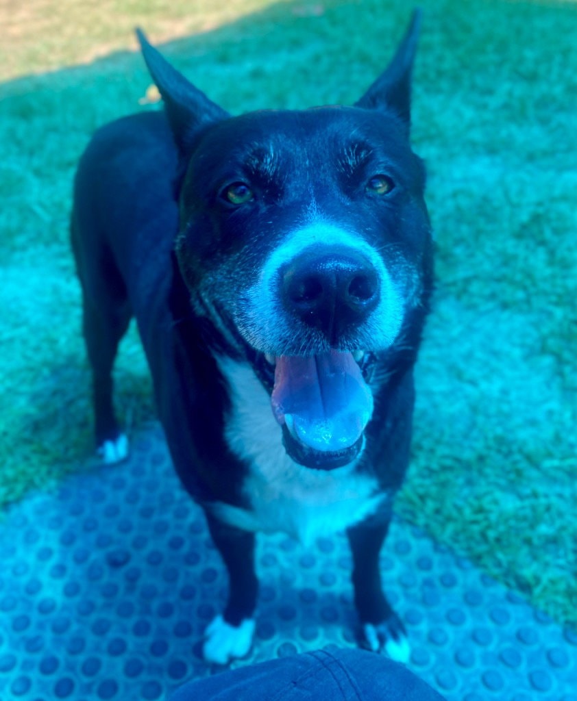 Bubba