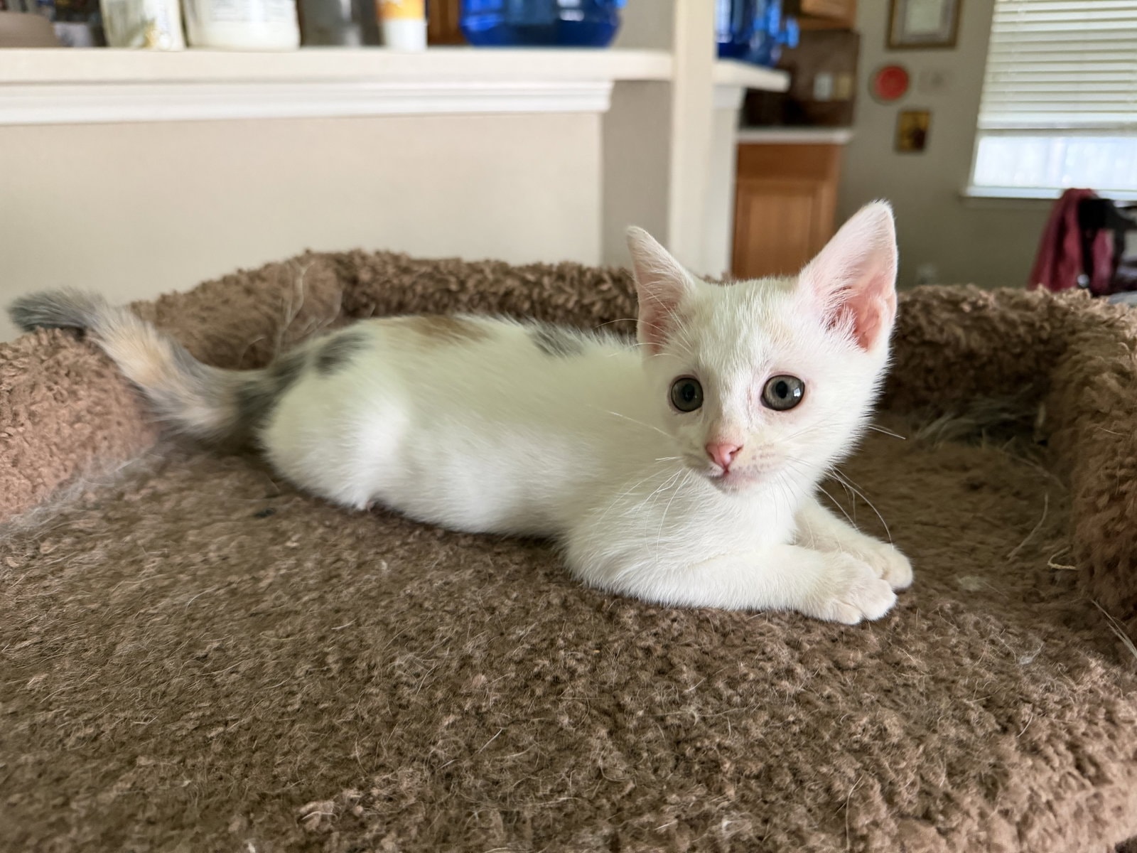 Pixie