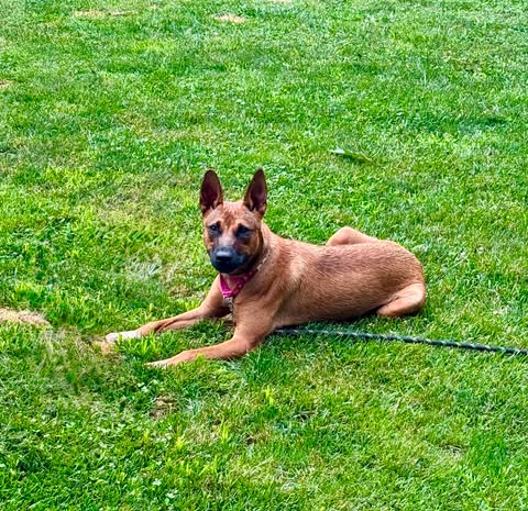 Nyla