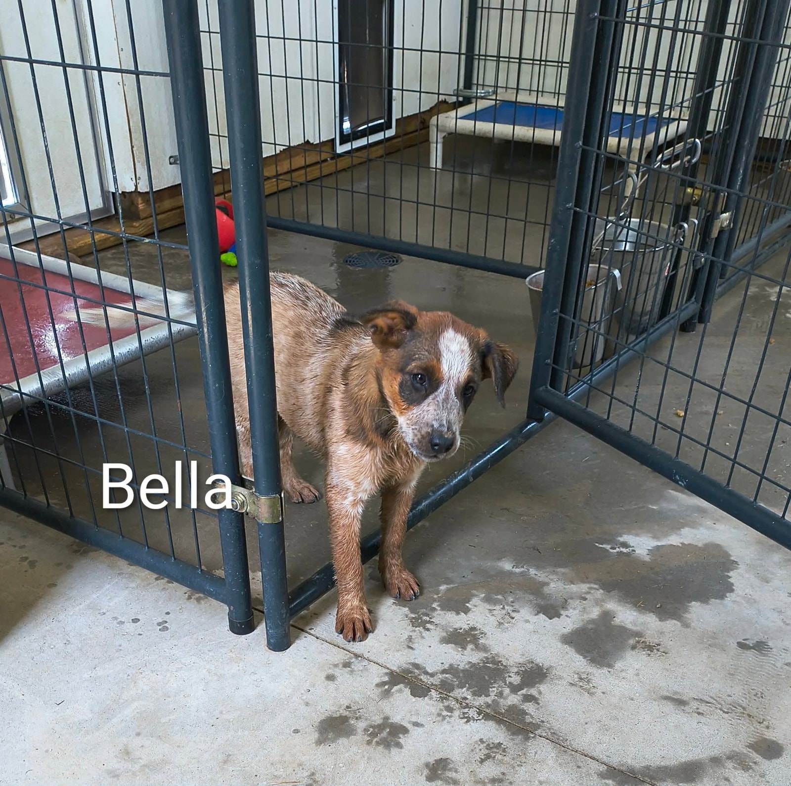 Bella