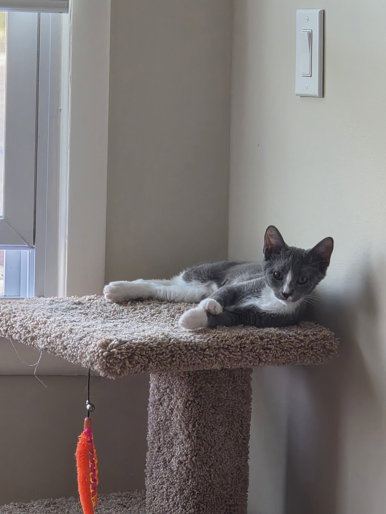 Billie Jean - Bonded Pair