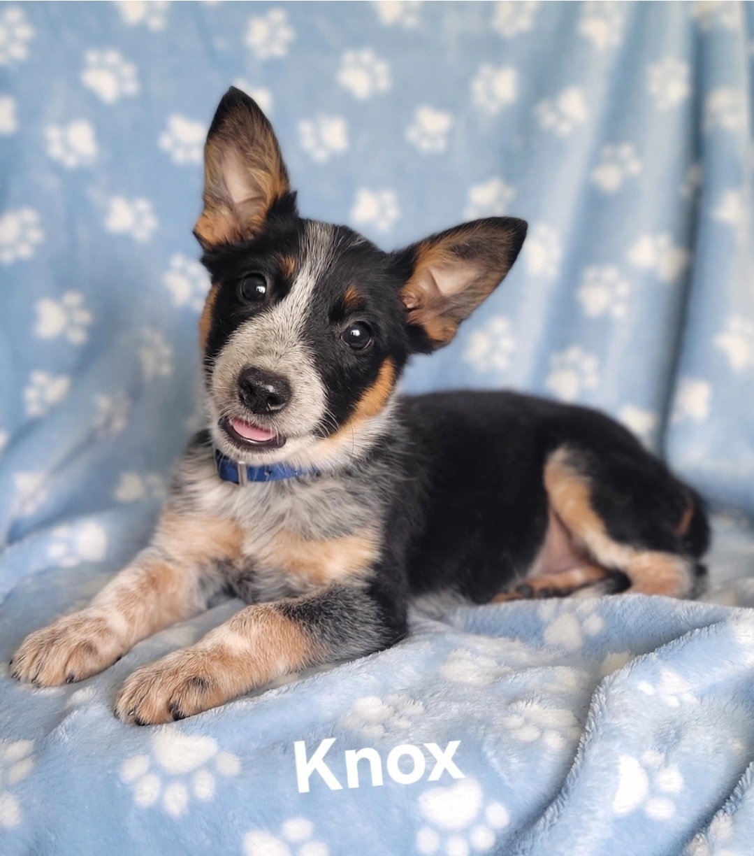Knox