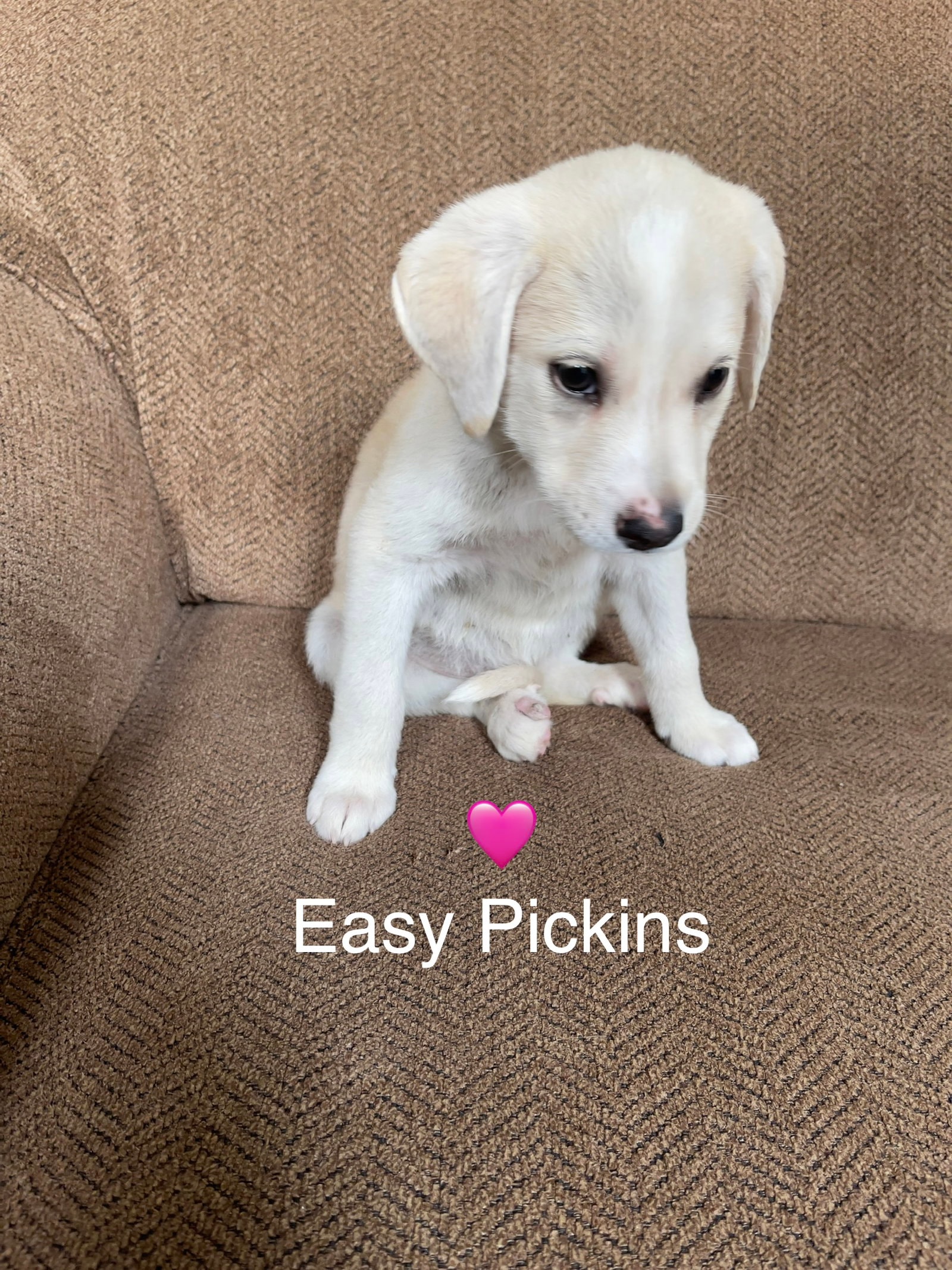 Easy Pickins