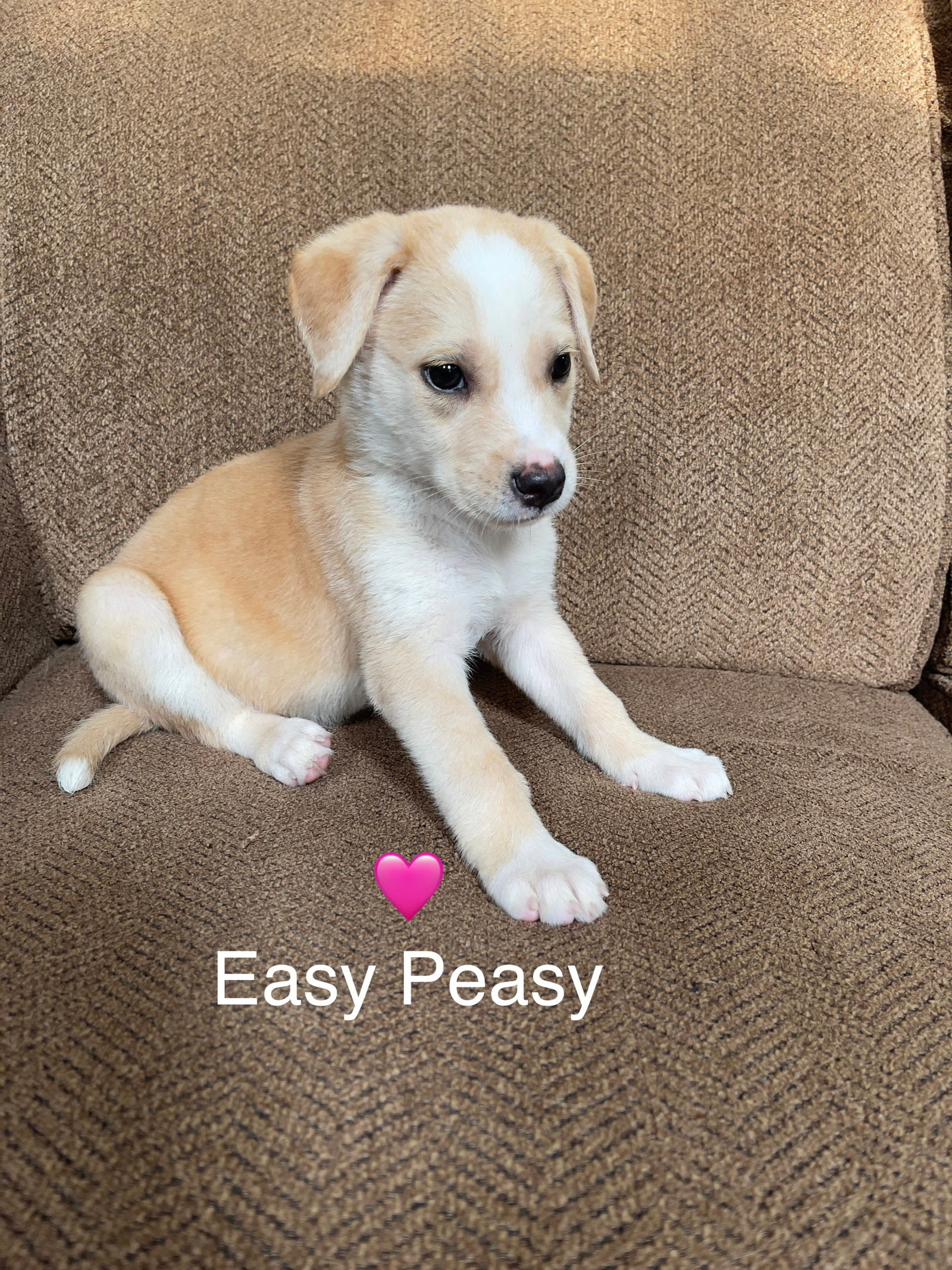 Easy Peasy