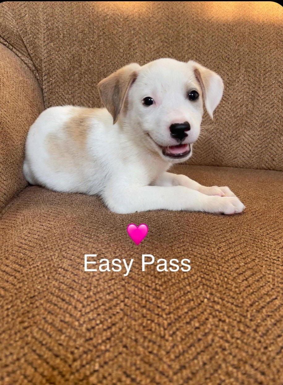 Easy Pass