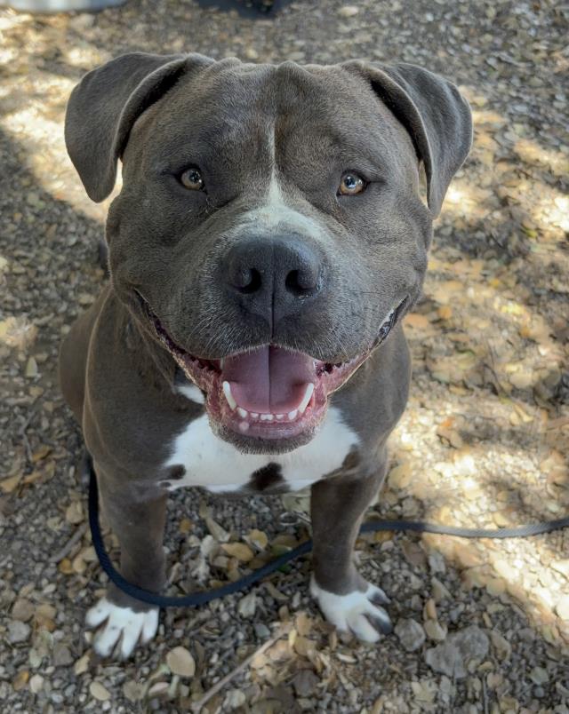 Porkchopteddy