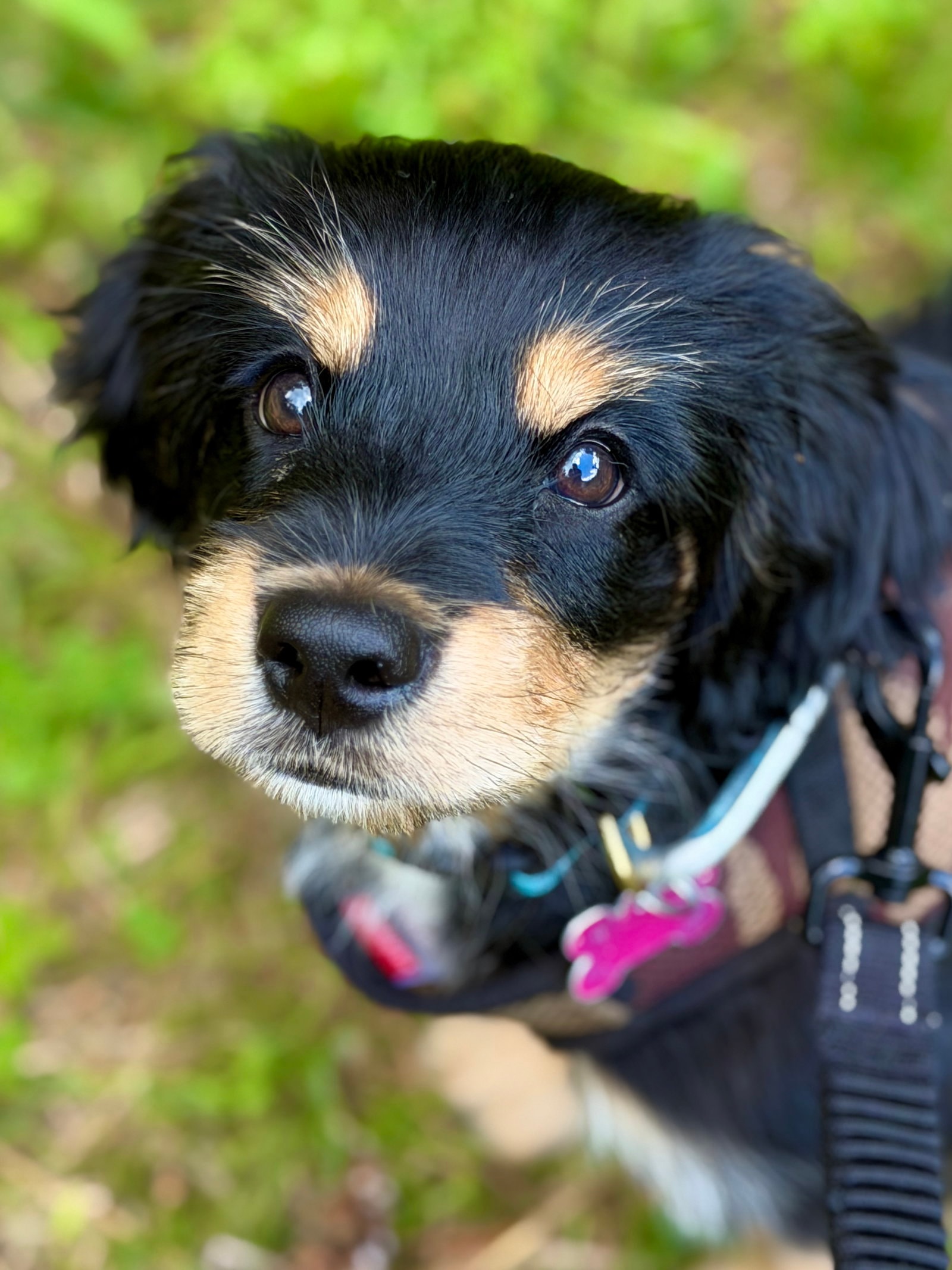 Mowgli