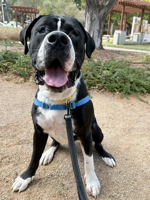 Baloo