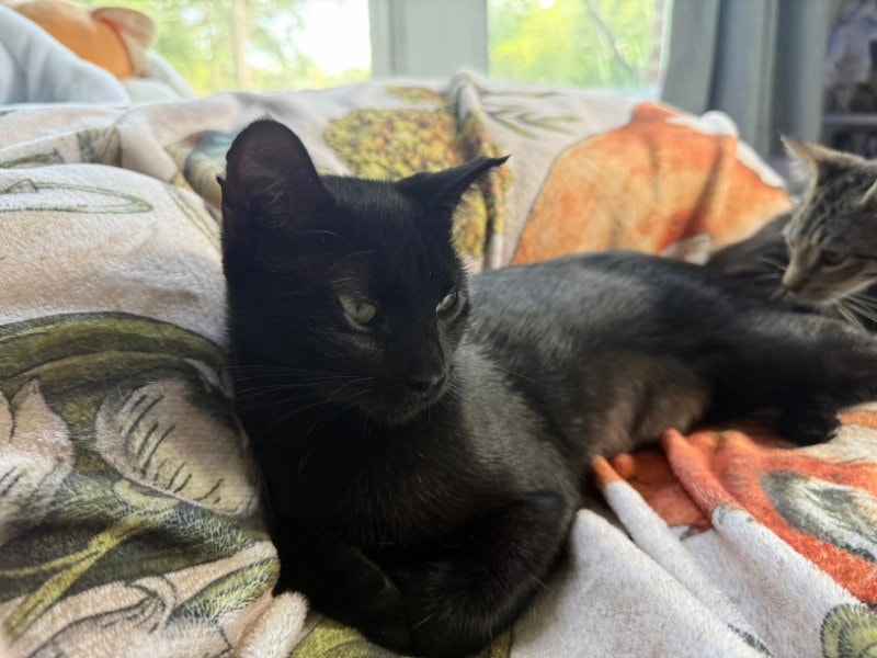 Bella Luna