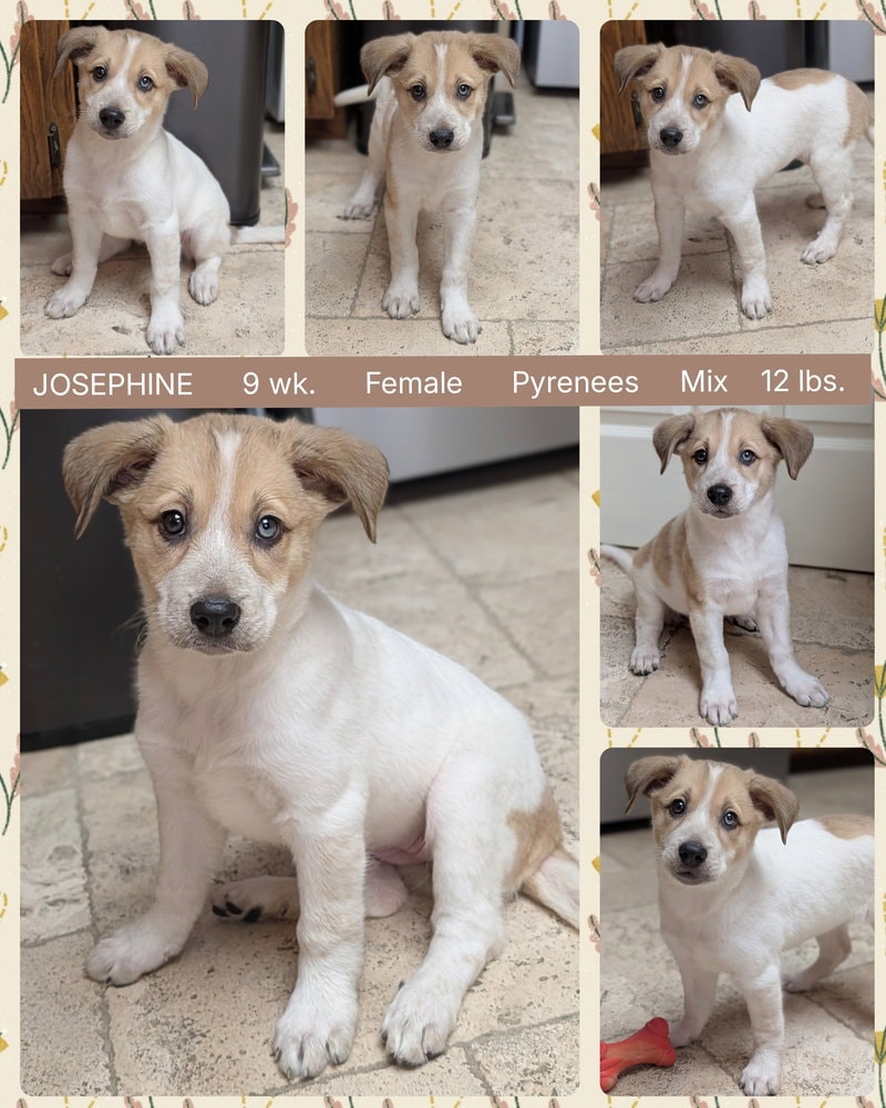 Josephine
