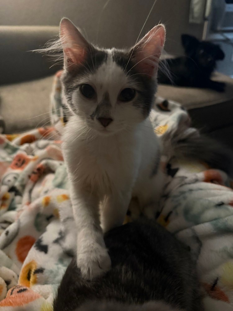 Sushi Adopted