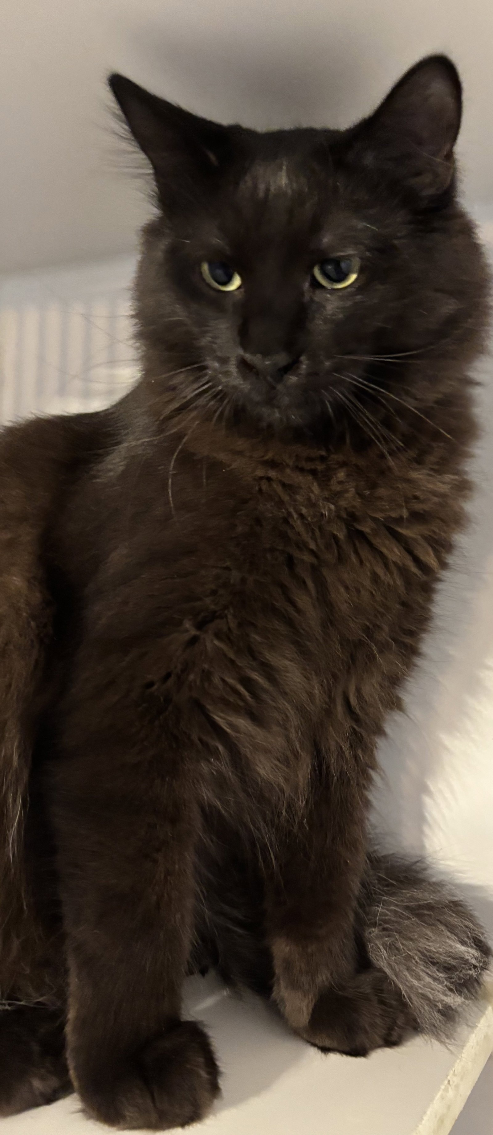 Ali