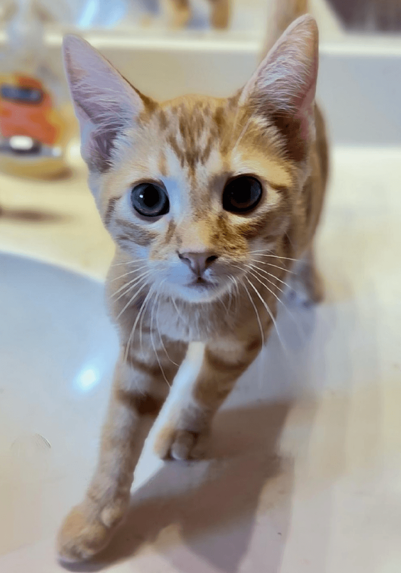 Marco