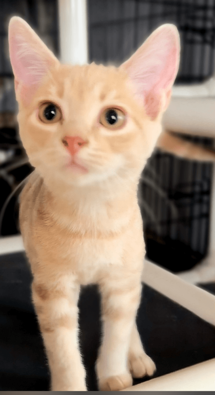 Mateo