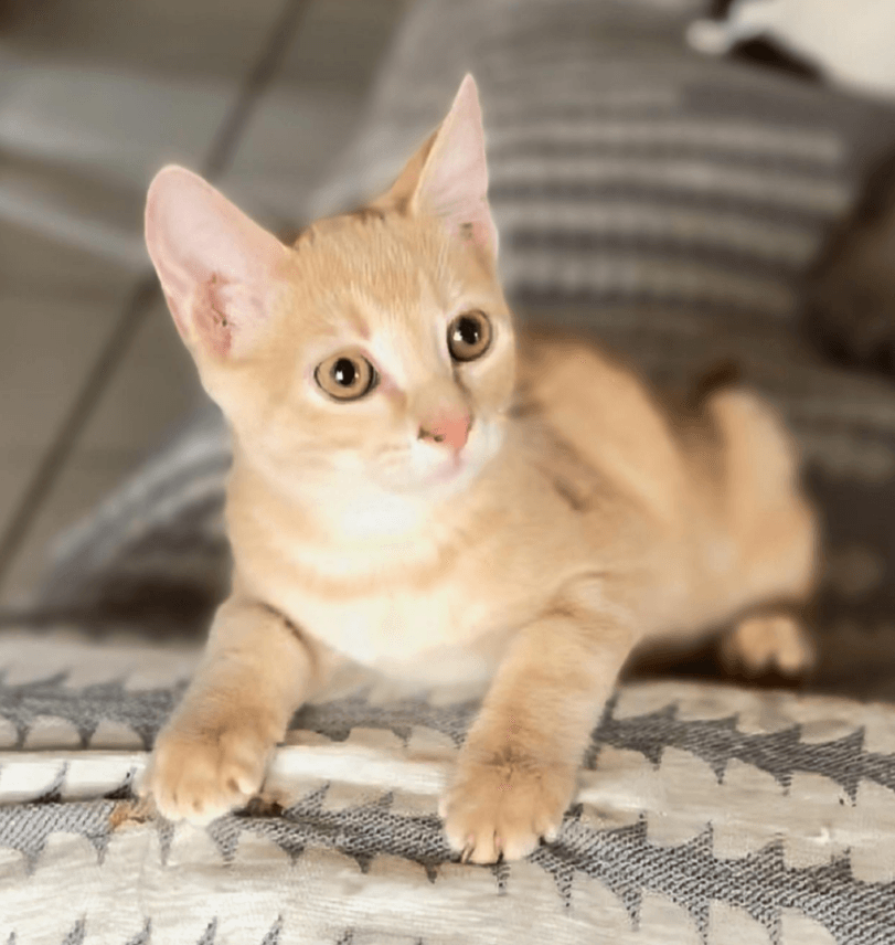 Hugo