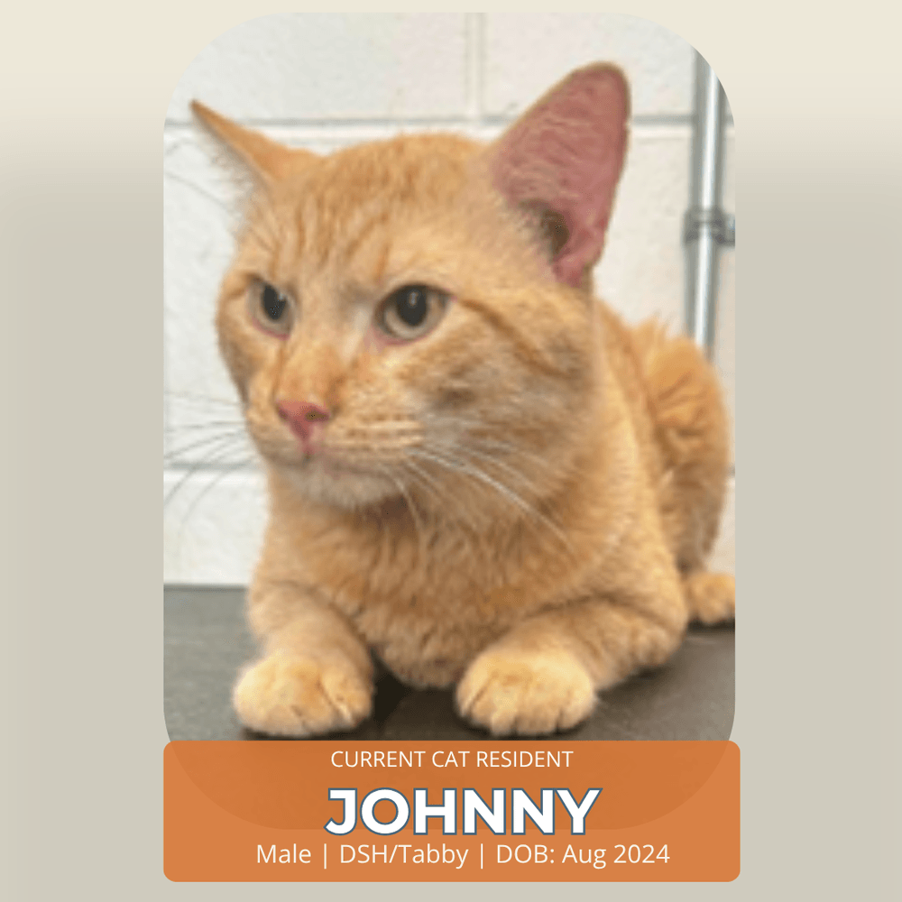 Johnnie