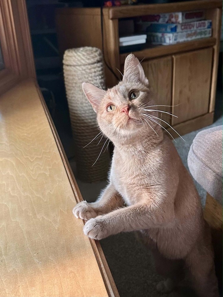 Zena