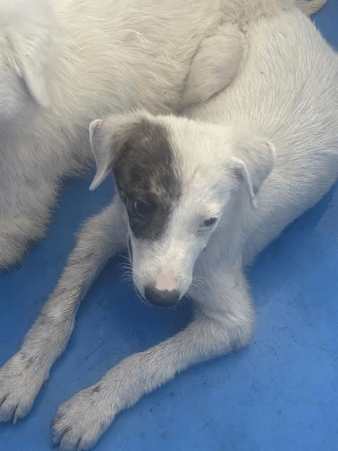 Hannahfoster Or Foster To Adopt Needed