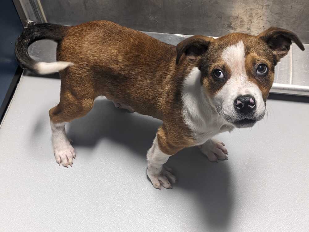 Smileyfoster Or Foster To Adopt Needed