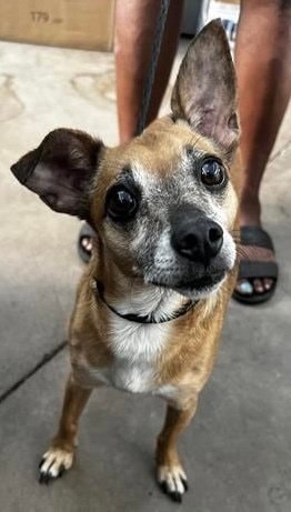 Romeo Jackfoster Or Foster To Adopt Needed