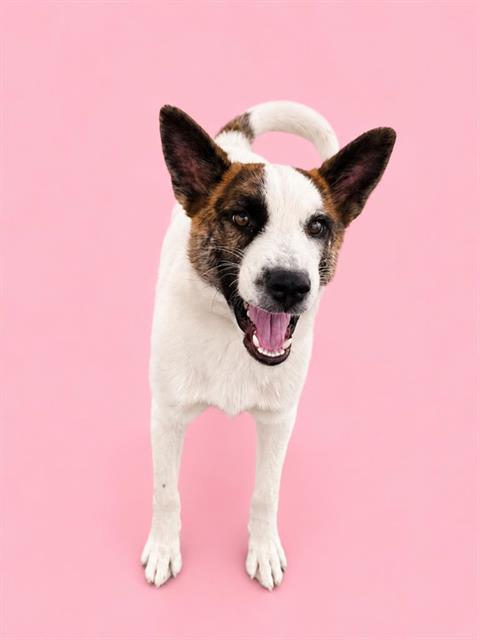 Penelope