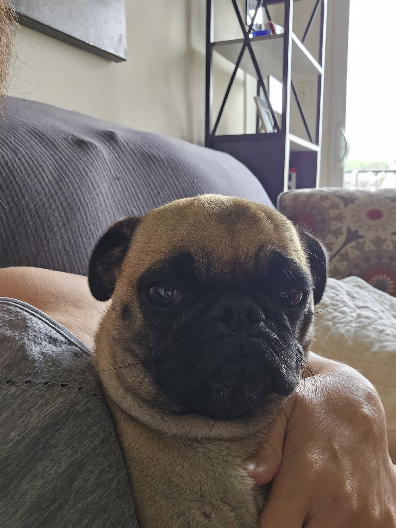 Daphne