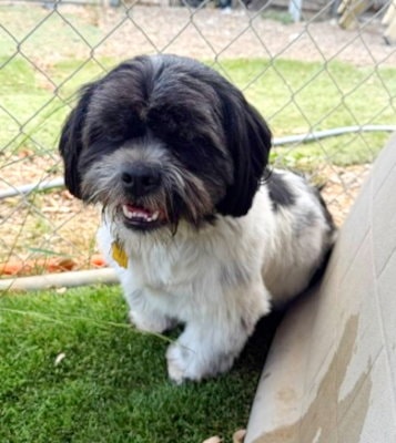 Benji