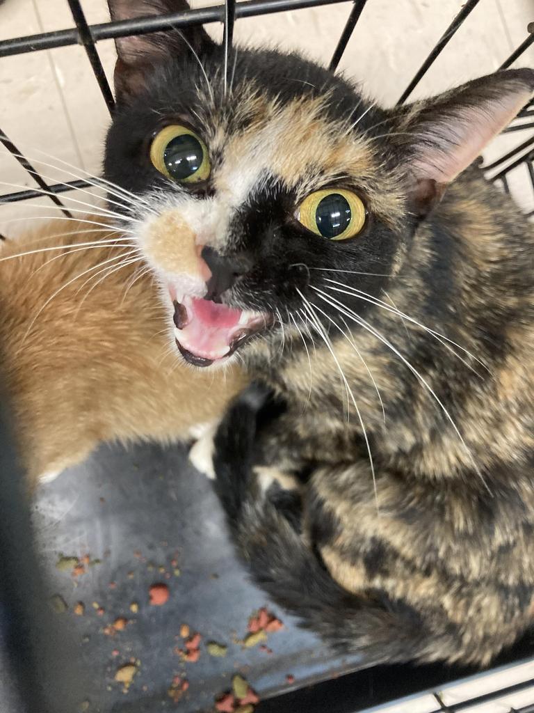Yawn