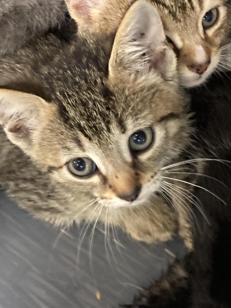 Presley