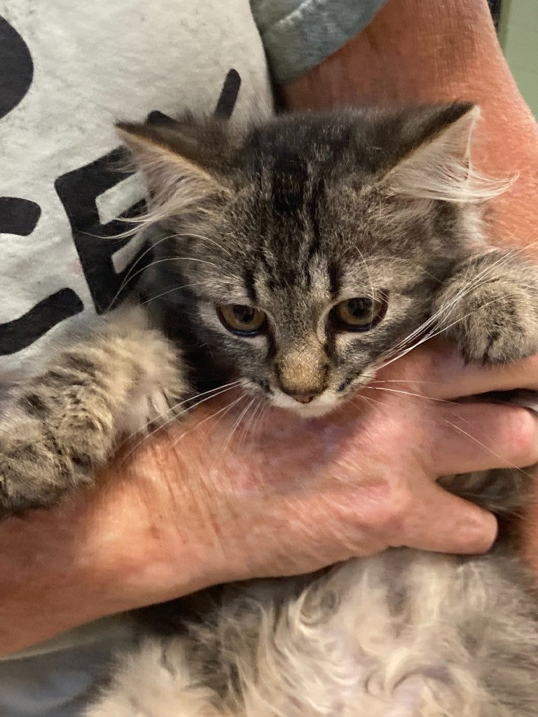 Raja